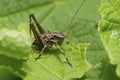 Closeup on a SteindachnerÃ¢â¬â¢s Shieldback grasshopper, Neduba steindachneri Royalty Free Stock Photo