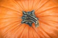 Closeup of stem of giant orange pumpkin. Autumn vegetable. Fall, Halloween and Thanksgiving design. Selective focus. Top