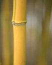 Stem and knots on yellow bamboo plant Royalty Free Stock Photo