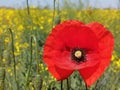 Closeup Of Stem With Needles And Red Flower Of Common Poppy - Papaver Rhoeas,  In The  Field Of The Yellow Flowers Of  Rapeseed