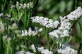 Closeup of a stem of pale  annual statice, Limonium sinuatum Royalty Free Stock Photo