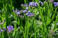 Closeup of a stem of pale  annual statice, Limonium sinuatum Royalty Free Stock Photo