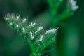 Closeup of a stem of pale yellow annual statice, Limonium sinuatum Royalty Free Stock Photo