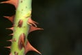 Closeup of a stem of rose with thorns on a blurred background Royalty Free Stock Photo