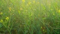 Closeup of steppe grass shiver on wind