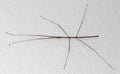 Close up Stick Insect or Stick Bug on White Wall Royalty Free Stock Photo