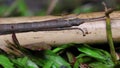 Closeup stick insect or Phasmids Phasmatodea or Phasmatoptera sitting on a wood.