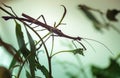 Stick insect on a plant Royalty Free Stock Photo