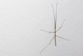 Close up Stick Insect or Stick Bug on White Wall with Copy Space Royalty Free Stock Photo