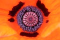 Closeup of the center of a red poppy.