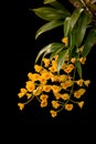 Still life Dendrobium lindleyi orchid Bloom in the dark