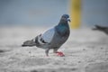 Closeup of a stock dove walking on the sand under the sunlight with a blurry background Royalty Free Stock Photo