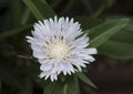 Closeup Stokesia Laevis Divinity flower Royalty Free Stock Photo