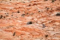 Closeup of stone desert surface as natural background, layered texture for design