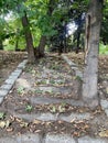 Closeup of stone steps from which tree trunks grow