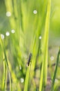 Stonefly, Plecoptera on grass