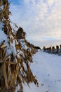 Stooked corn stalks lined up in the field on a peaceful evening in the snow Royalty Free Stock Photo