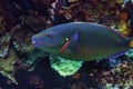 Closeup of a Stoplight parrotfish in the sea