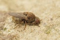 Closeup on a Stor cigargalle-fritflue parasite fly,Lipara lucens, sitting on stone Royalty Free Stock Photo