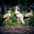 Closeup of storks during nest building
