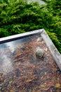 Closeup of storm debris, pine needles, leaves, and lichen, blocking a downspout filter causing flooding on a flat carport roof