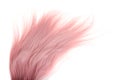 Closeup strand of pink hair Royalty Free Stock Photo