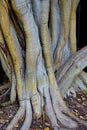 Closeup of a strange tree trunk, La Brea Tar Pits, Los Angeles, California. Royalty Free Stock Photo