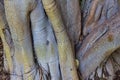 Closeup of a strange tree trunk, La Brea Tar Pits, Los Angeles, California. Royalty Free Stock Photo