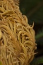 Closeup of a Sago Palm bloom (Cycas revoluta) (female), at the La Brea Tar Pits, Los Angeles, California. Royalty Free Stock Photo