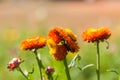 Closeup Straw flower