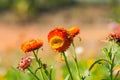 Closeup Straw flower