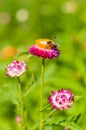 Closeup Straw flower