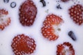 Closeup of strawberries and blueberries floating in milk.