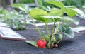 closeup strawberries growing. ripe strawberries in the garden . growing bush of fresh strawberry. juicy red strawberries