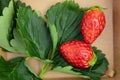 closeup strawberry with green plant leaf copy space. fresh ripe red strawberries fruit Royalty Free Stock Photo