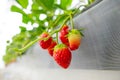 closeup strawberry grown in greenhouses plant. red fresh sweet fruit in clean farm