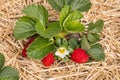 Strawberry plant with ripe strawberries and flowers growing on straw in organic garden Royalty Free Stock Photo