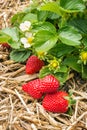 Strawberry plant with ripe strawberries growing on straw in organic garden Royalty Free Stock Photo