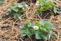 Strawberry seedlings growing on straw in garden