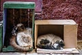 Closeup of stray cats sleeping in the boxes.