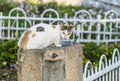 Closeup of a stray homeless one-eyed cat in Israel, sitting on ÃÂ° drinking fountain. Cutted ear piece means the cat is sterilized Royalty Free Stock Photo