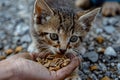 closeup stray kitten eating cat food from persons hand on the street. human feeding homeless cat Royalty Free Stock Photo
