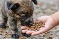 closeup stray puppy eating dog food from persons hand on the street. human feeding homeless dog Royalty Free Stock Photo