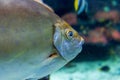 Closeup of a streaked spinefoot (Siganus javus) swimming in an aquarium