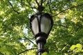 Closeup of a streetlight among trees