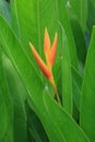 Closeup of Strelicia flower