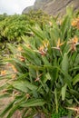 Closeup of strelitzia, bird flower in Faja dos Padres, Madeira island, Portugal accesible only by cablecar, teleferico