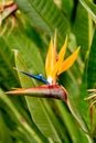 Closeup of strelitzia, bird flower in Faja dos Padres, Madeira