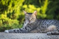 Closeup of a striped cat in Israel, ÃÂ° cutted ear piece means the cat is sterilized Royalty Free Stock Photo