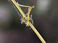 Closeup Striped lynx spider
